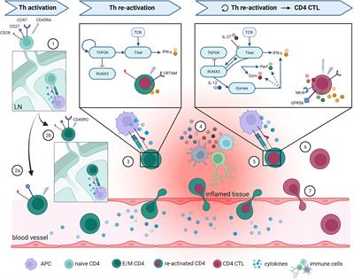 When Helpers Go Above and Beyond: Development and Characterization of Cytotoxic CD4+ T Cells